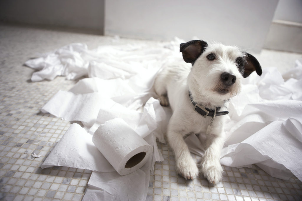 Potty Training Tips for Puppies & Dogs HowTo Guide)
