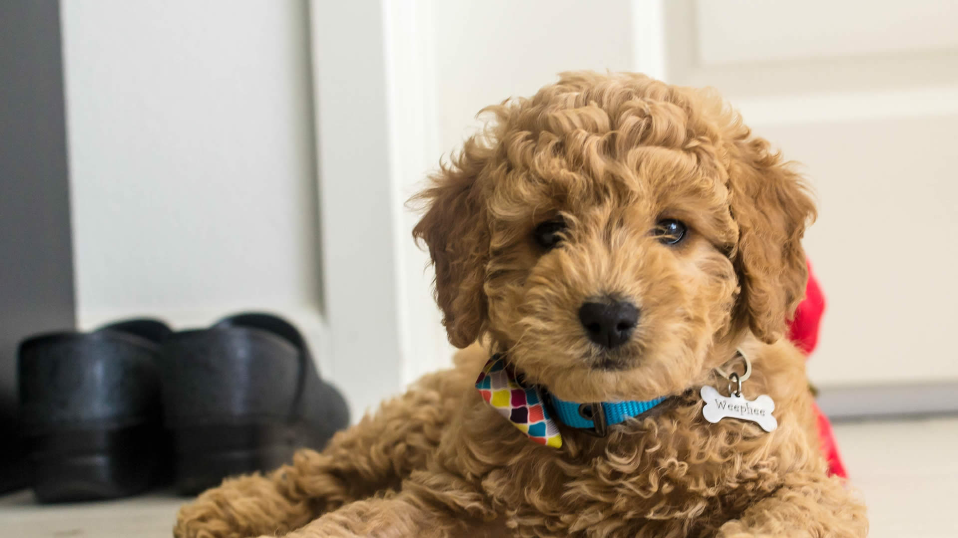 goldendoodle animalso allergies prevented