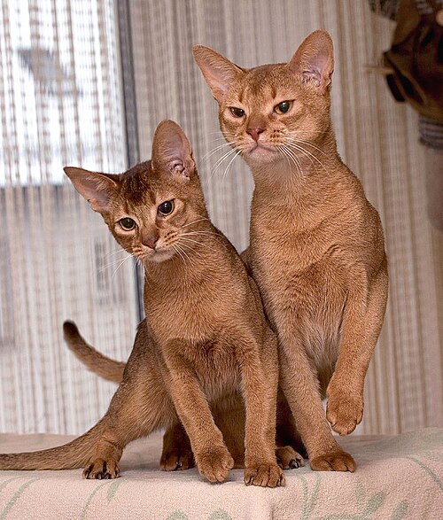 Abyssinian