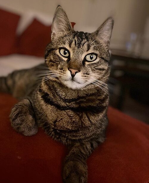Aegean cat