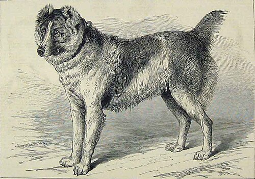 Afghan mastiff