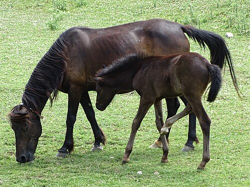 Albanian horse