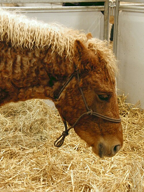 American Bashkir Curly
