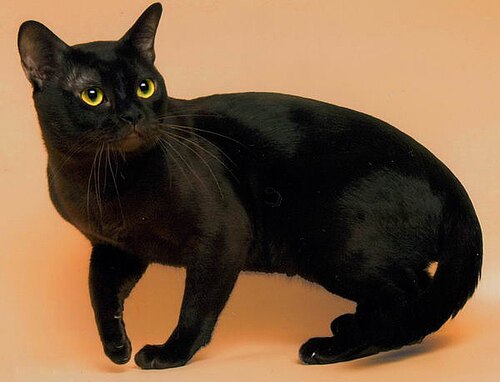 American burmese