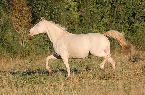 American creme and white horse registry