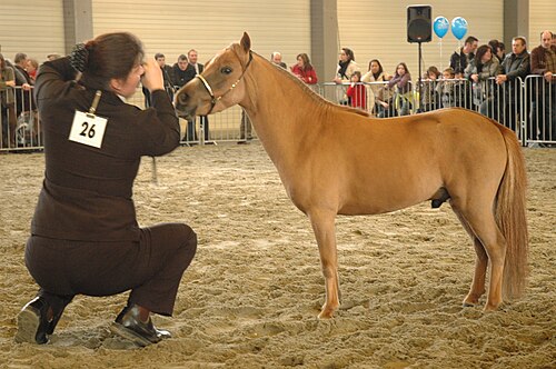 American Miniature Horse