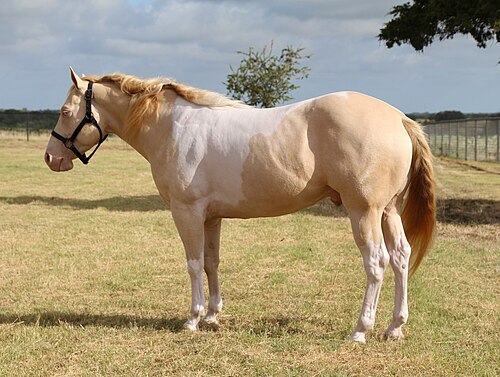 American Paint Horse