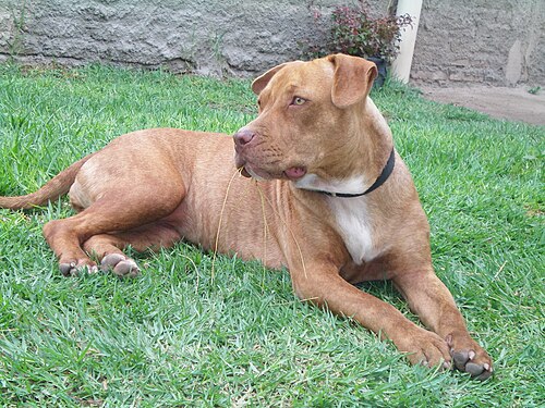 American Pit Bull Terrier