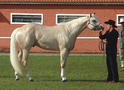 American Quarter Horse