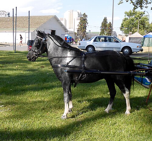 American Shetland Pony