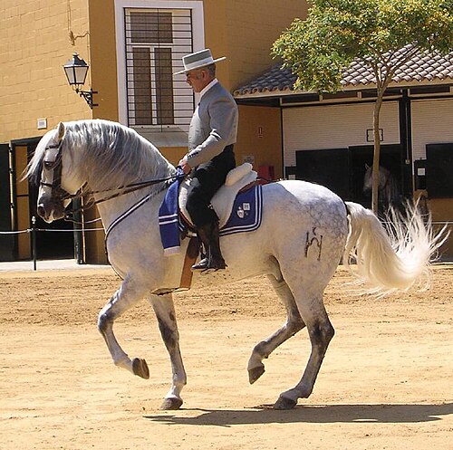 Andalusian horse