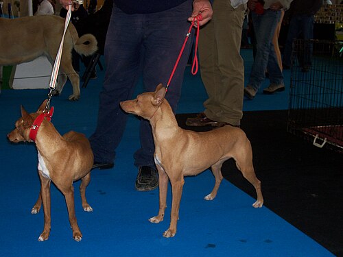 Andalusian Hound