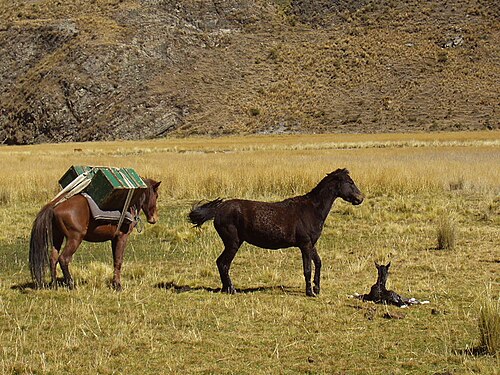 Andean