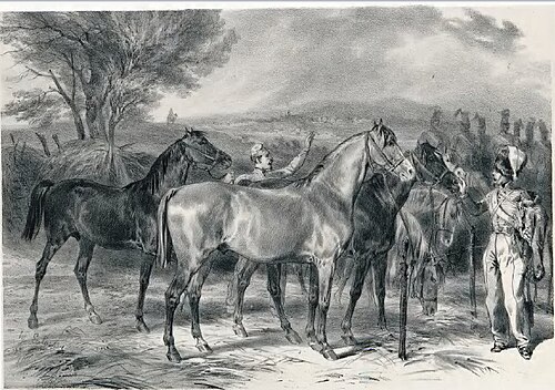 Angevin horse