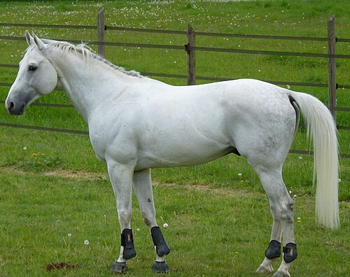 Anglo-Arabian