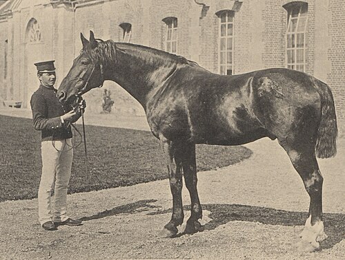 Anglo-Norman horse