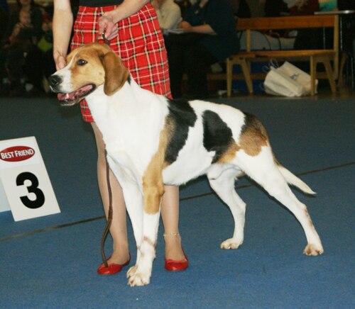 Anglo-Russian Hound