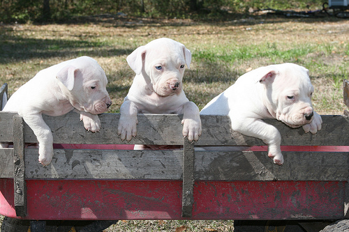 Antebellum Bulldog