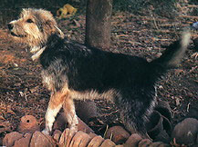 Armant dog