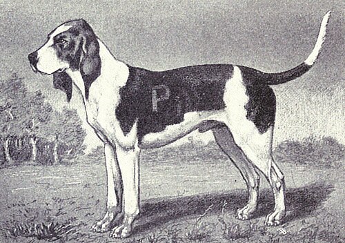 Artois Hound