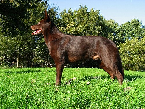 Australian Kelpie