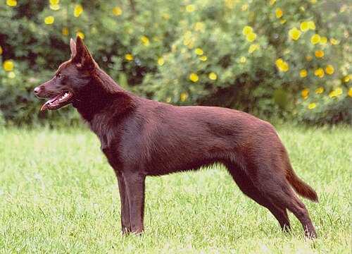 Australian stock dog