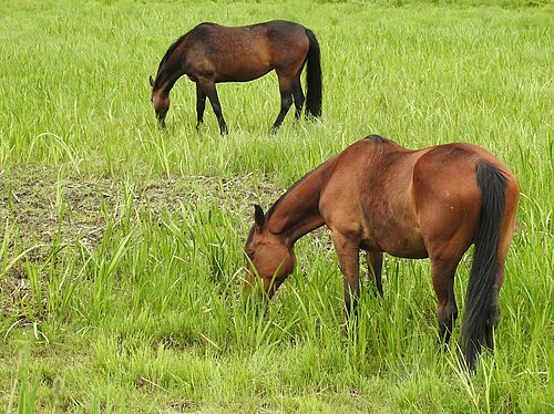 Austrian Warmblood