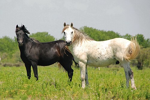 Axios horses