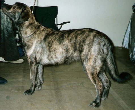 Azores Cattle Dog
