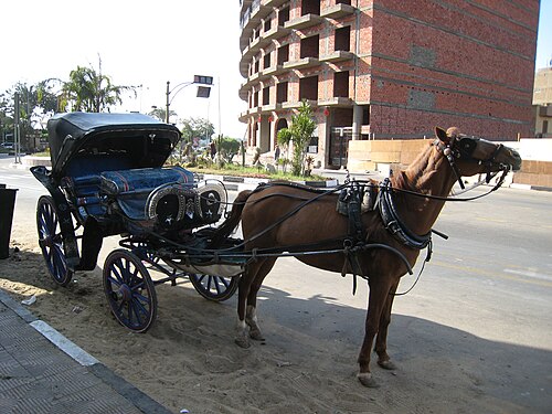 Baladi horse
