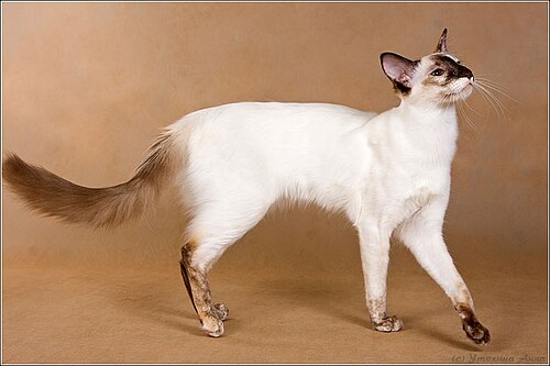 Balinese cat