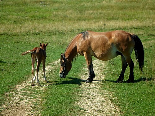 Balkan Pony