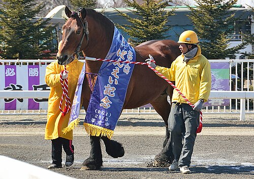 Ban-ei Race Horse