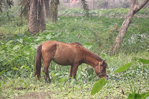 Bangladesh native horse