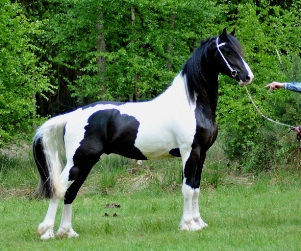 Barock Pinto