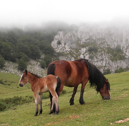 Basque Mountain Horse