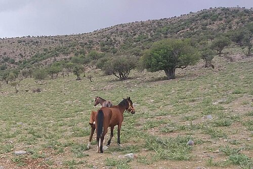 Basseri horse