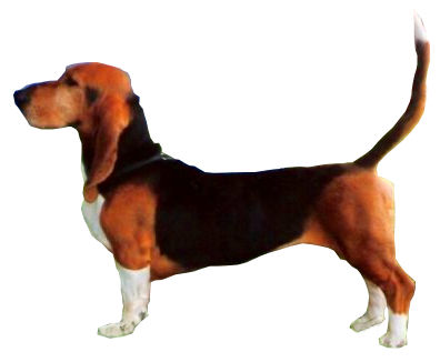 basset