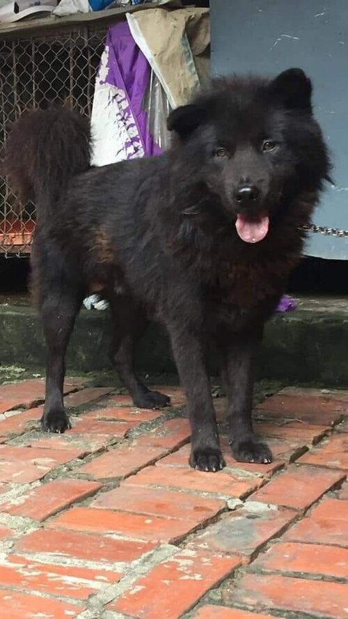 Bắc Hà dog