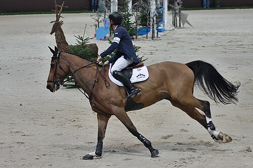 Belgian Sport Horse