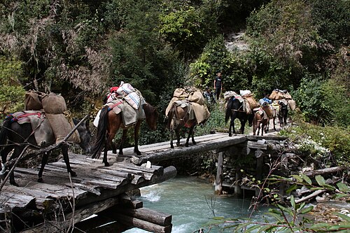 Bhutia Horse