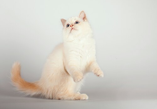 Birman cat