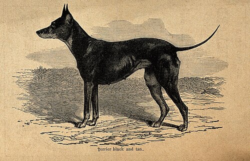 Black and Tan Terrier