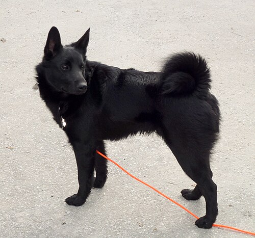 Black Norwegian Elkhound