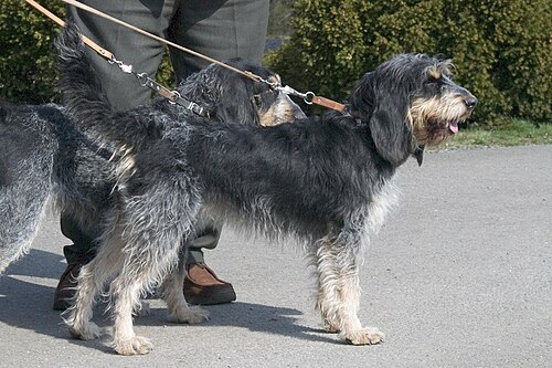 Blue Gascony Griffon