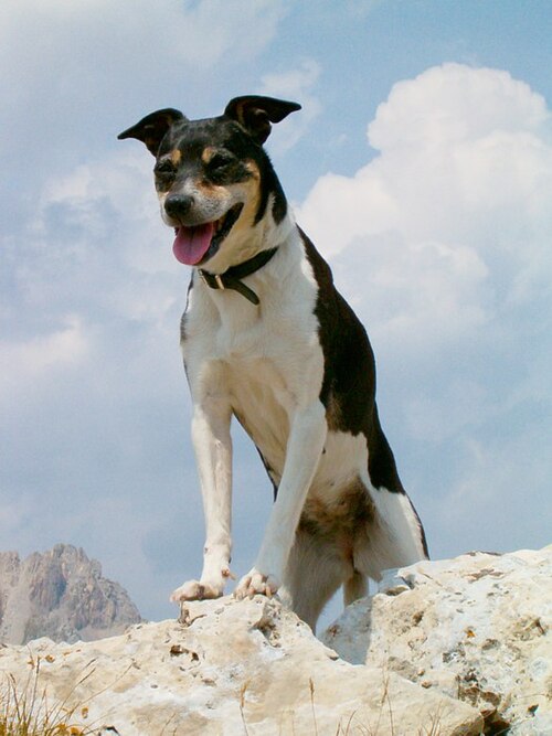 Boerenfox terrier