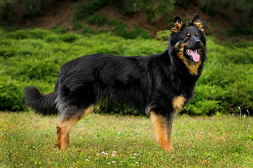 Bohemian Shepherd