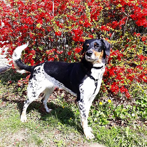Bohemian Spotted Dog