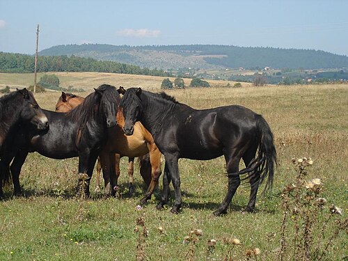Bosnian Mountain Horse