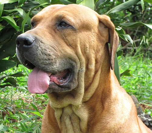 Brazilian Bull-mastiff